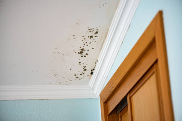 Best Local Mold Removal Service  in Milton, GA