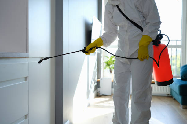 Best Affordable Mold Removal  in Milton, GA