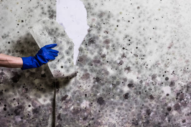 Best Mold Removal Near Me  in Milton, GA