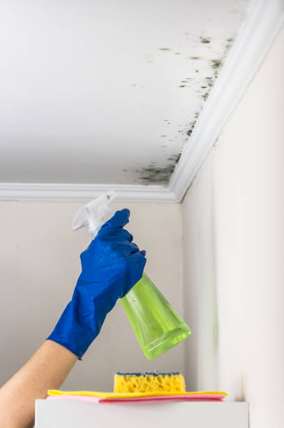 Best Mold Cleaning Services  in Milton, GA
